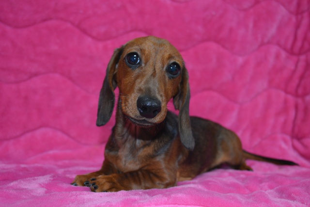 ミニチュアダックスフント（スムース） レッド 女の子 2017年6月29日生まれ