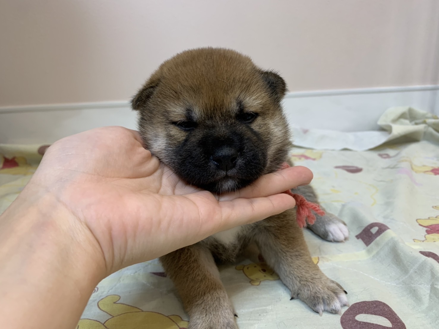 柴犬 赤 女の子 2021年11月13日生まれ