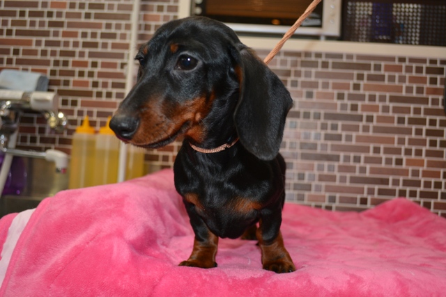 ミニチュアダックスフント スムース ブラックタン 女の子 19年12月17日生まれ