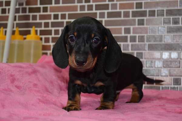 ミニチュアダックスフント（スムース） ブラックタン 男の子 2020年7月